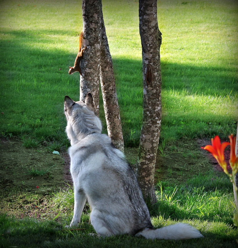Name:  Talii and friend..jpg
Views: 14128
Size:  431.8 KB