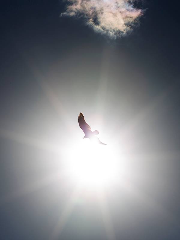 Name:  icarus.jpg
Views: 5330
Size:  17.6 KB