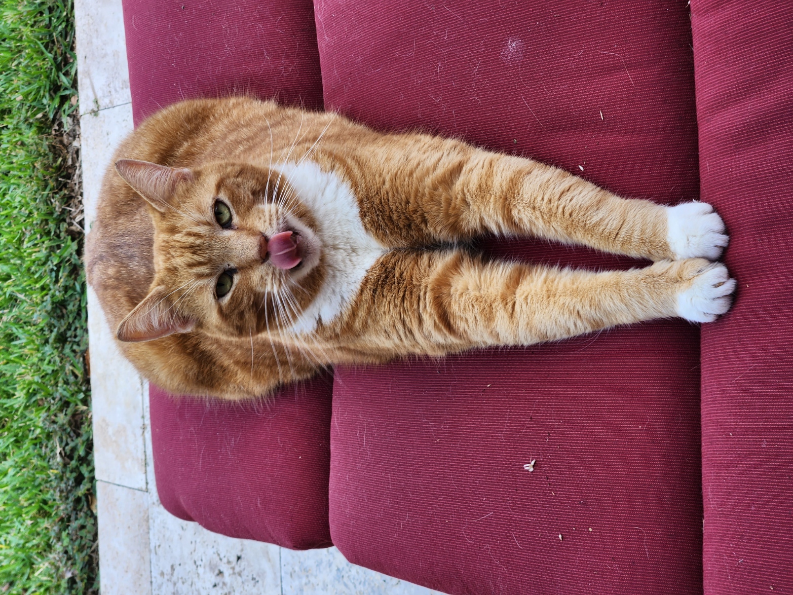 Name:  stevetongue.jpg
Views: 3668
Size:  1.07 MB