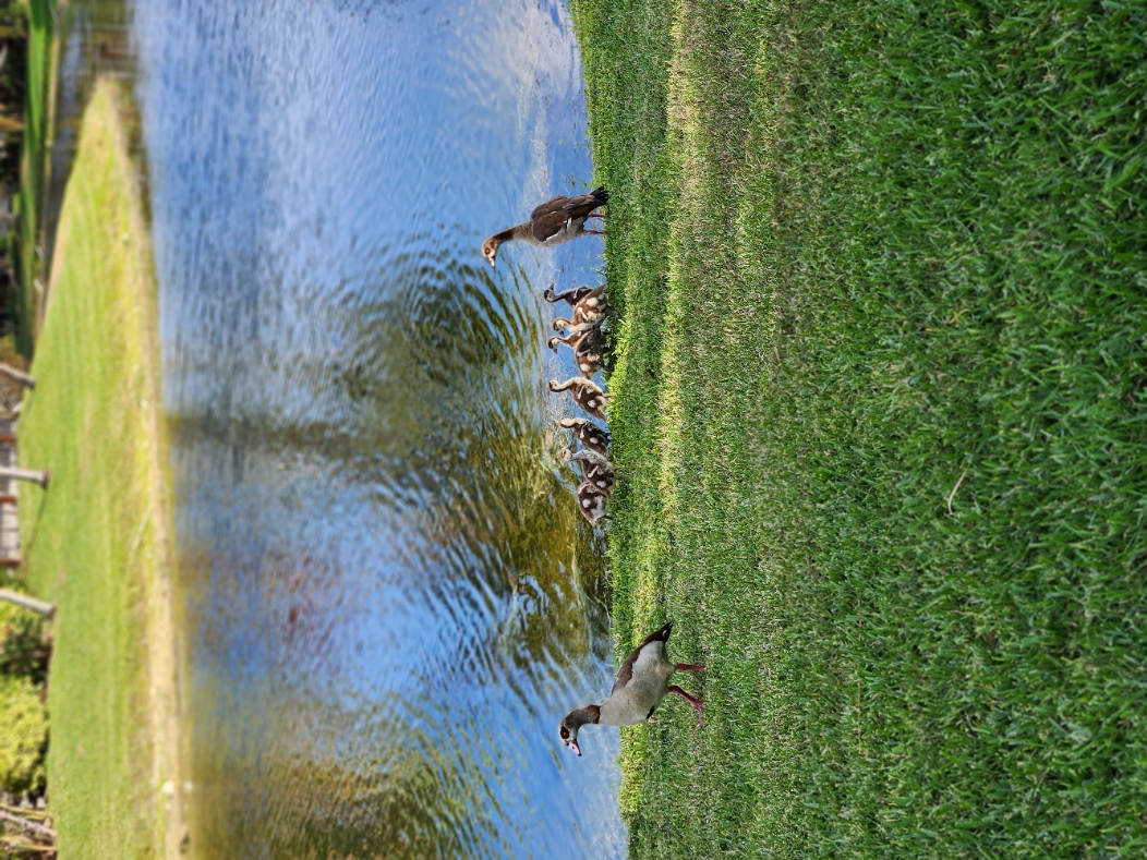 Name:  geese.jpg
Views: 4111
Size:  1.22 MB