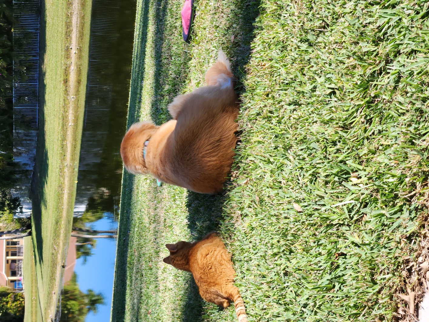 Name:  catday-dogday.jpg
Views: 4171
Size:  1.12 MB