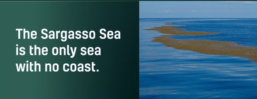 Name:  Sargasso Sea..jpg
Views: 396
Size:  38.4 KB