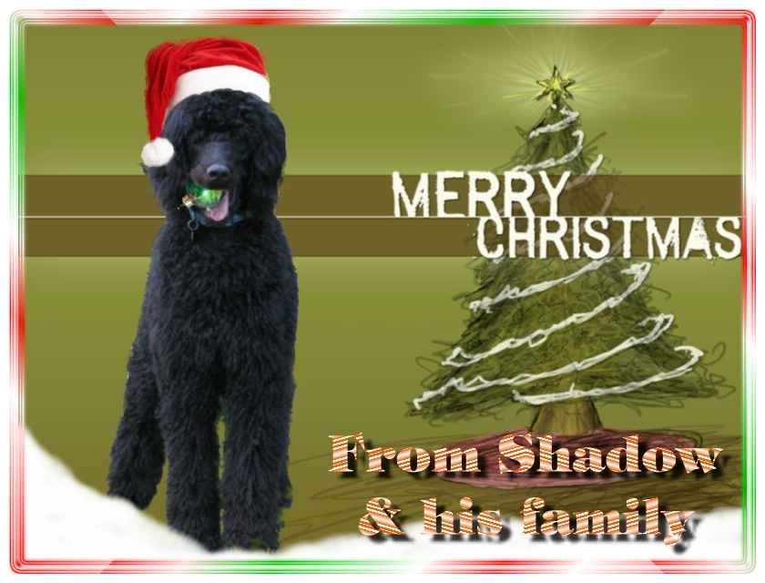Name:  shadow-christmas-card-3.jpg
Views: 34903
Size:  291.5 KB