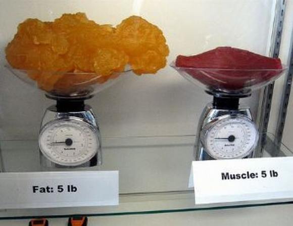 Name:  Fat and muscle..jpg
Views: 3322
Size:  27.6 KB