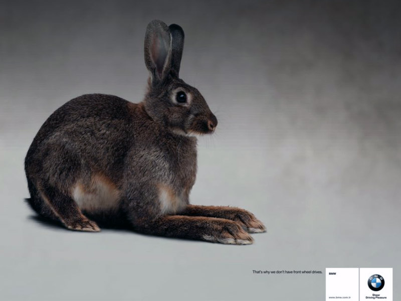 Name:  bunny.jpg
Views: 3959
Size:  55.3 KB