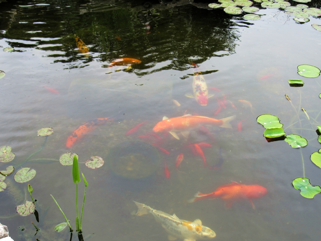 Name:  pond-fish.jpg
Views: 20250
Size:  648.7 KB