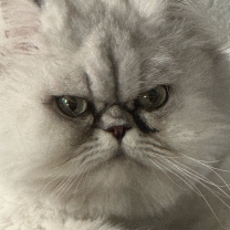 bigegges's Avatar